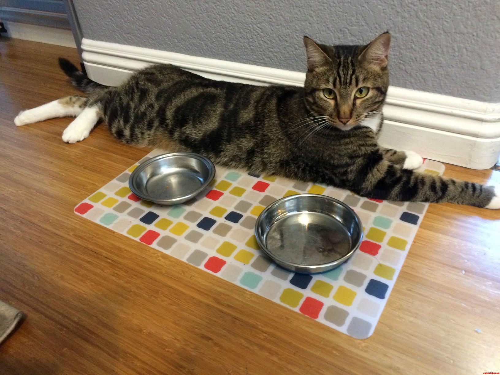 Feed Me Please.
