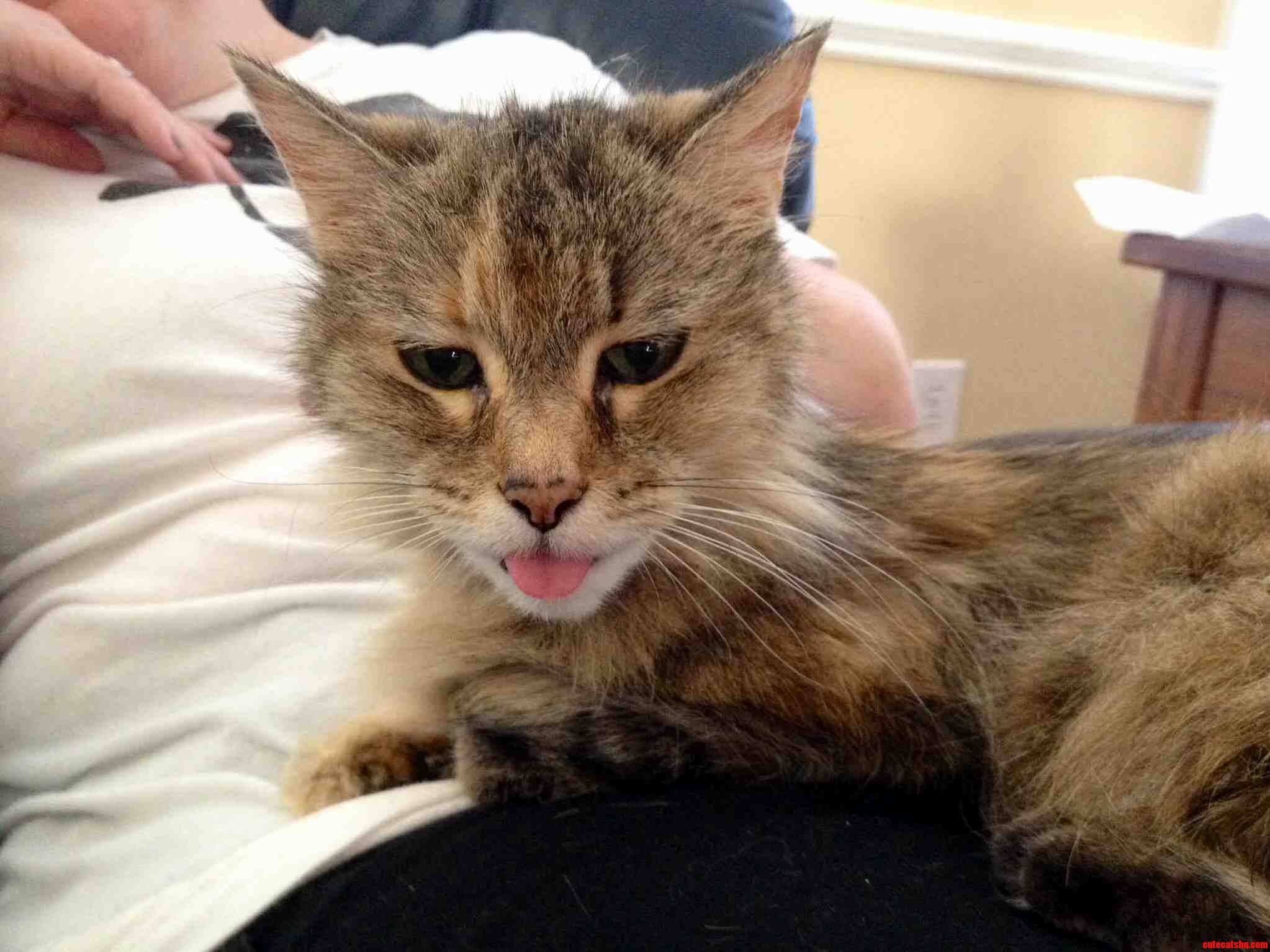 Frances Whom I Got When I Was 13 Years Old Im Now 34 Enjoys a Good Blep Every Now and Then.