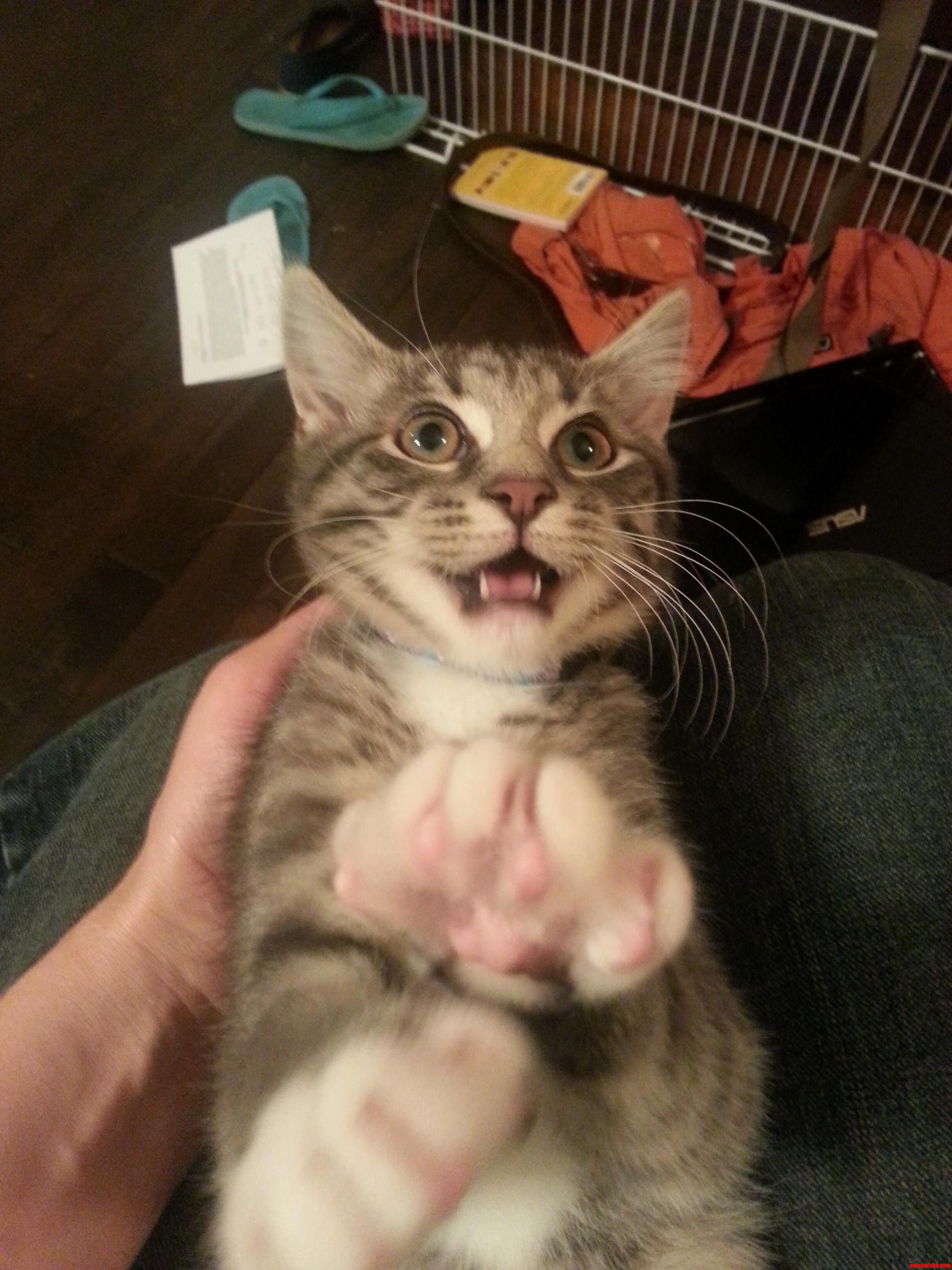 Gandalf Loves Having His Belly Rubbed