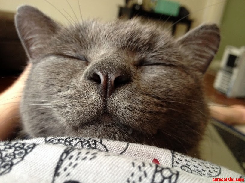Greylien Says No Study Mommy. Just Pets