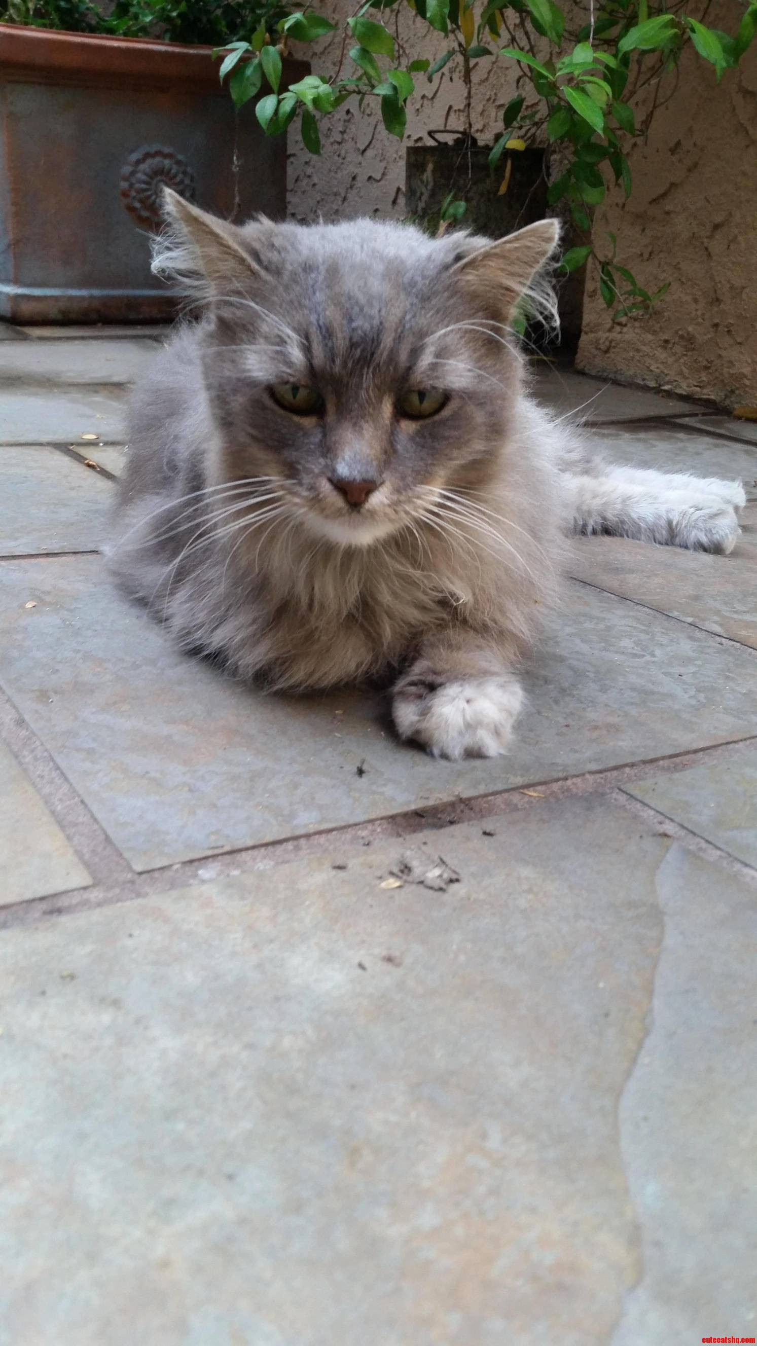 Guys Can You Identify This Cat