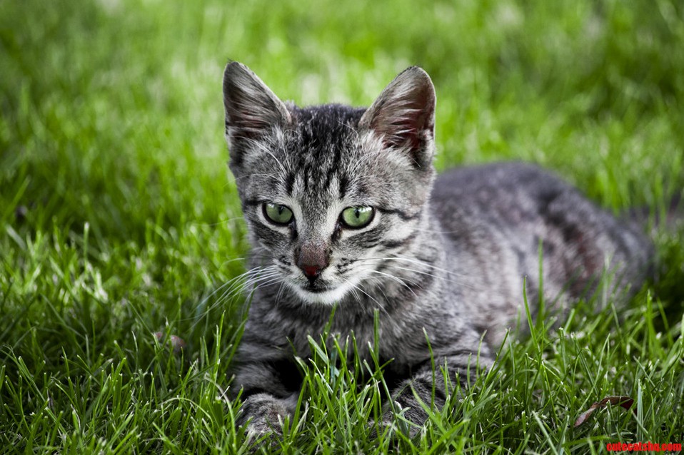 Handsome Cat