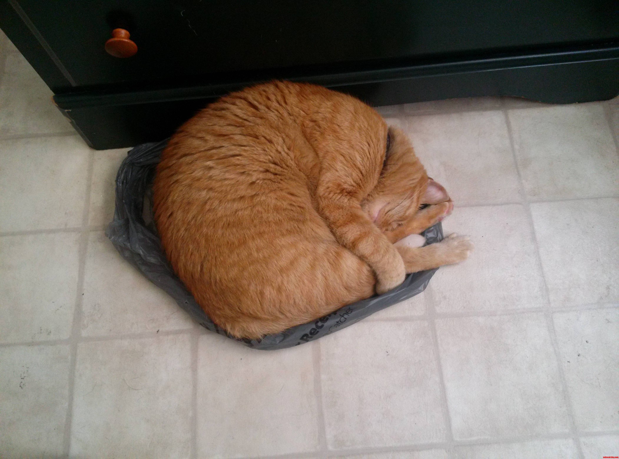 He Loves Plastic Bags. Can You Tell