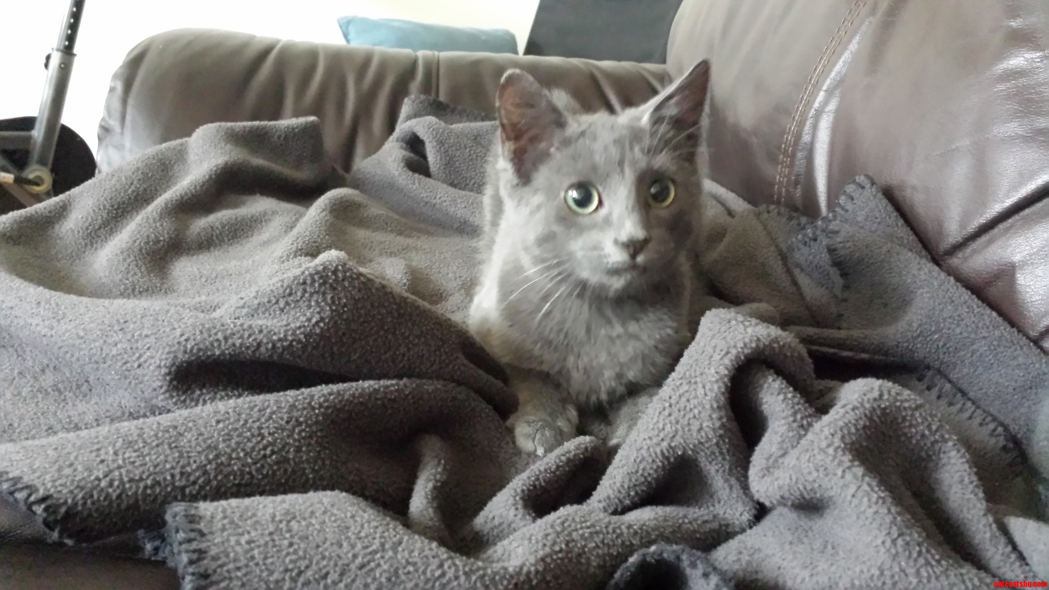 He Matches the Blanket - Catmoflage. Also First Time on the Couch. Hes Getting Braver by the Day.