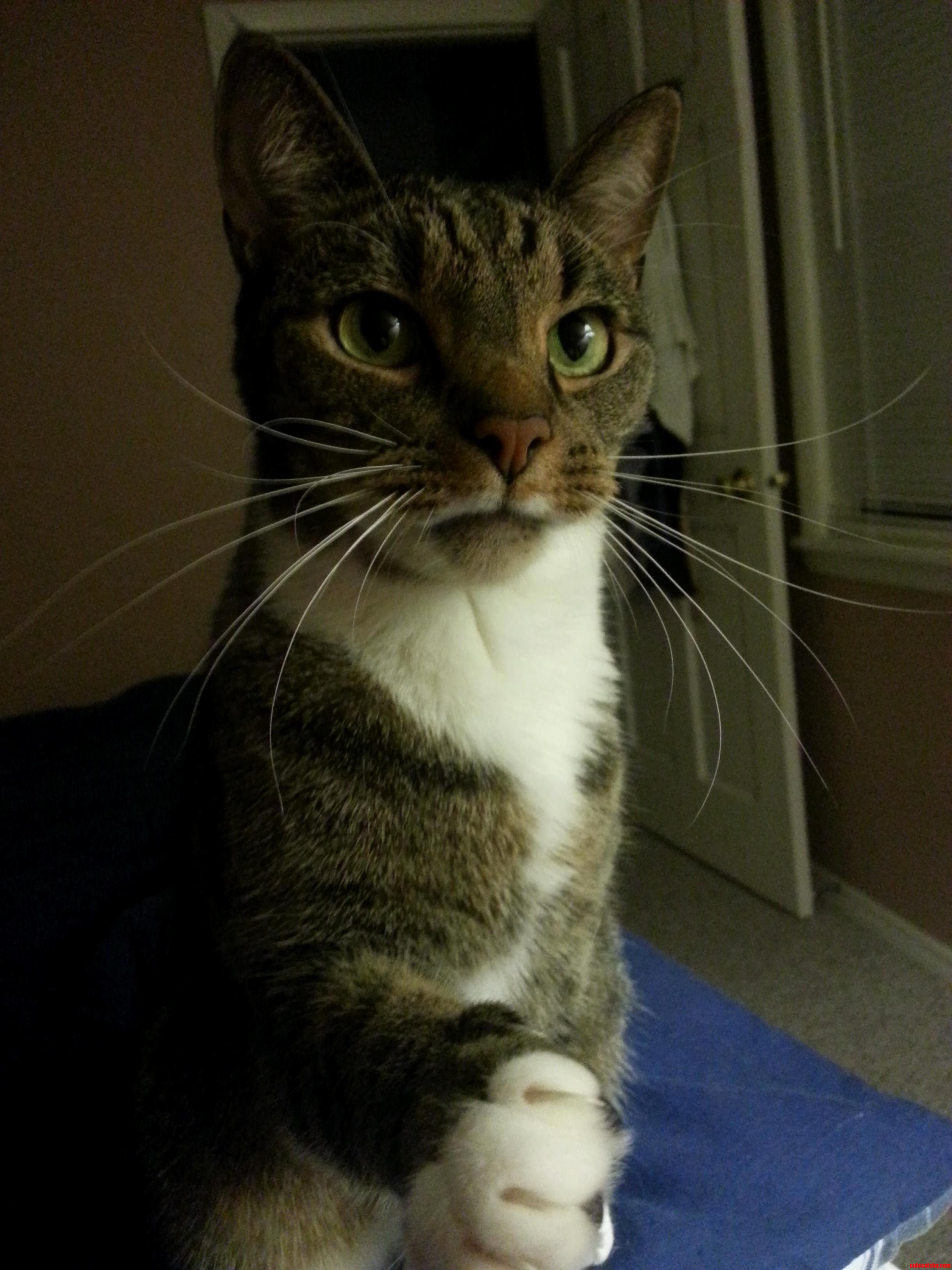 Hello My Name Is Kitty Boy. I Love You.