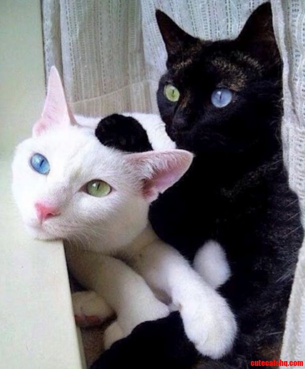 Heterochromia