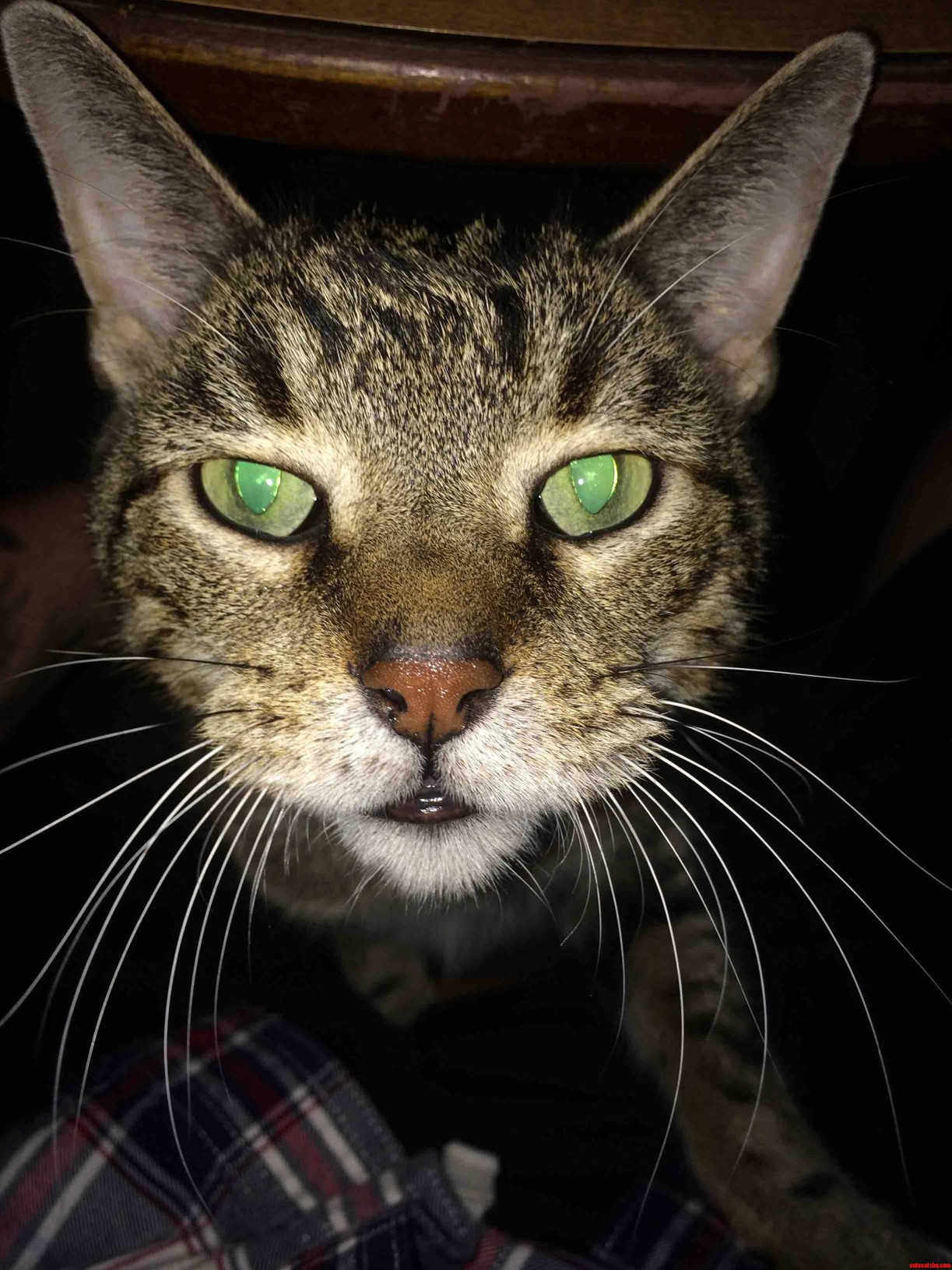 His Name Is Tiger.