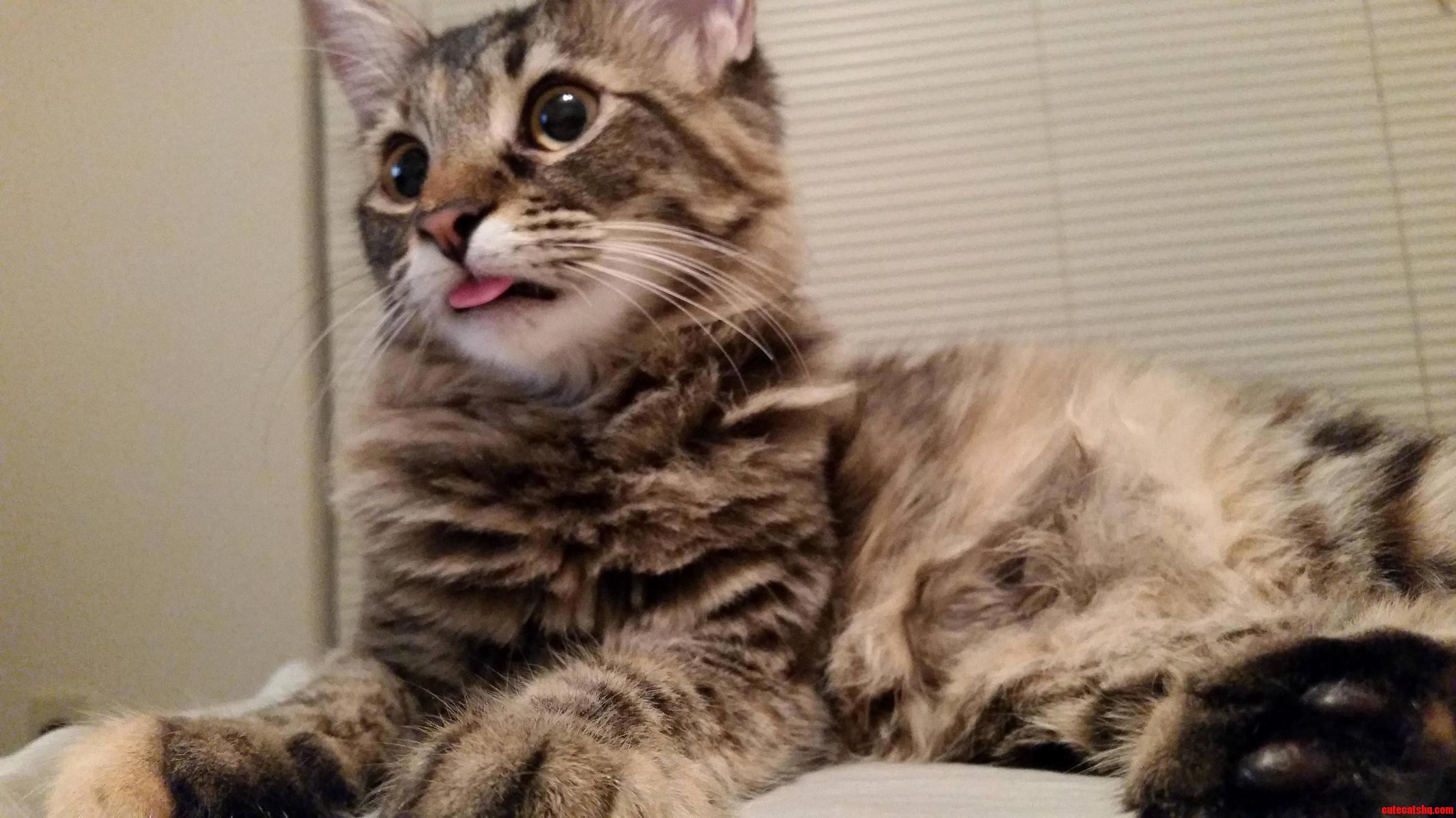I Caught Harley Q Blepping
