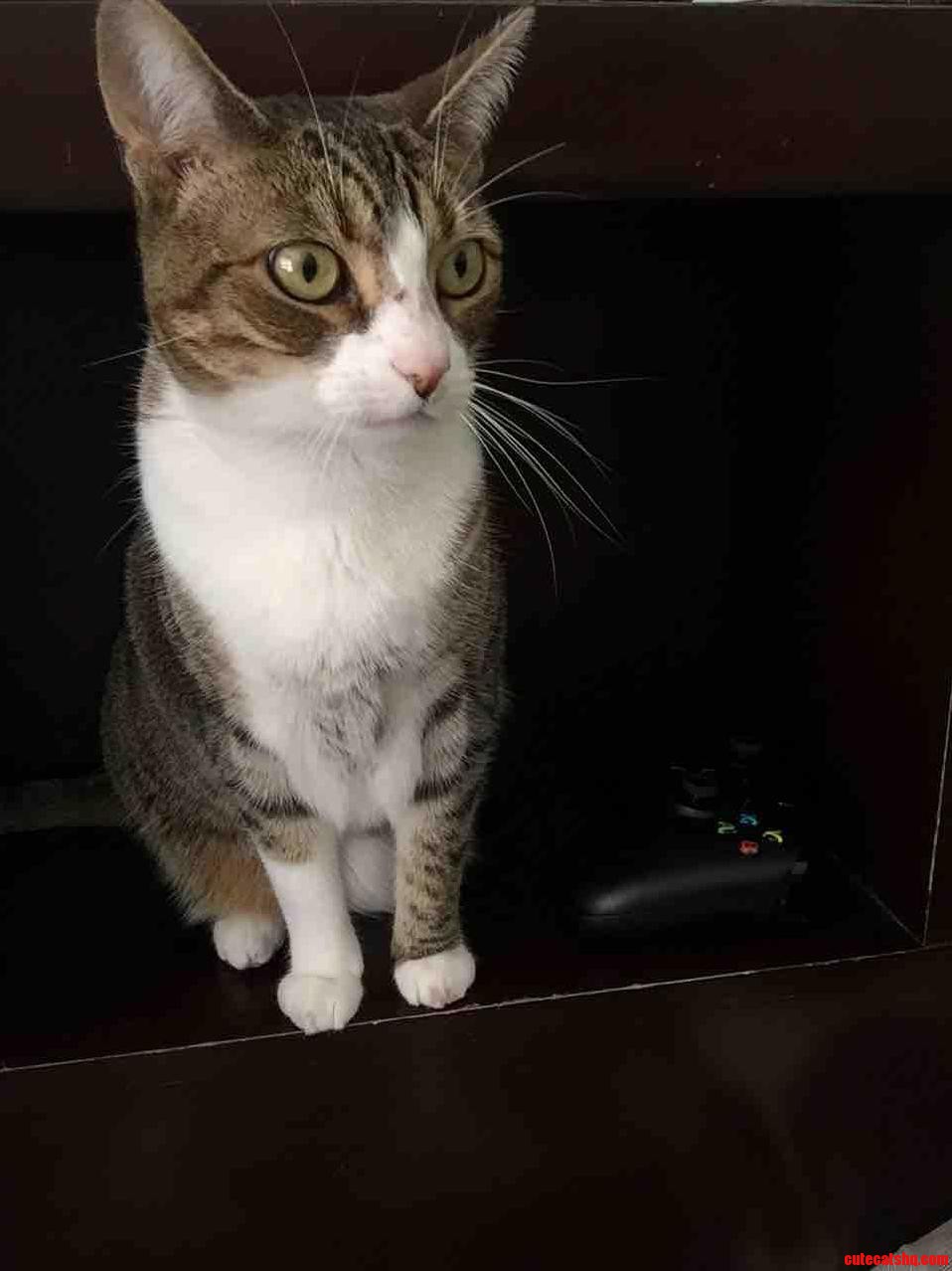 I Hated Cats Now Shes My Best Friend