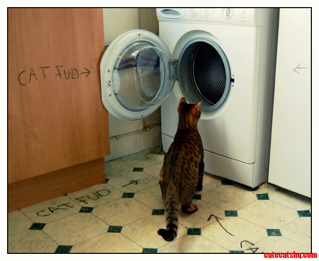 I Haz a Suspicious