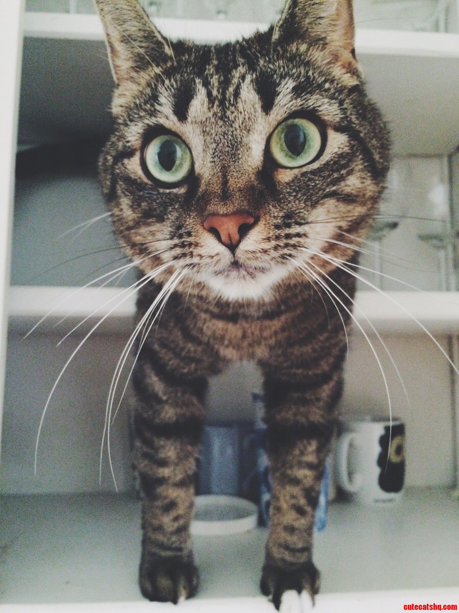 I Heard Some Glasses Rattling in the Kitchen. Found This.