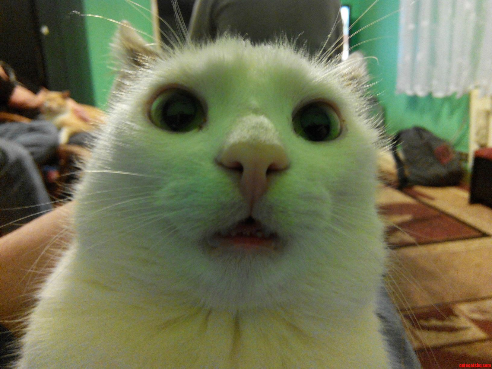 I Ll Kill You. a Angry Cat Called Maniek.