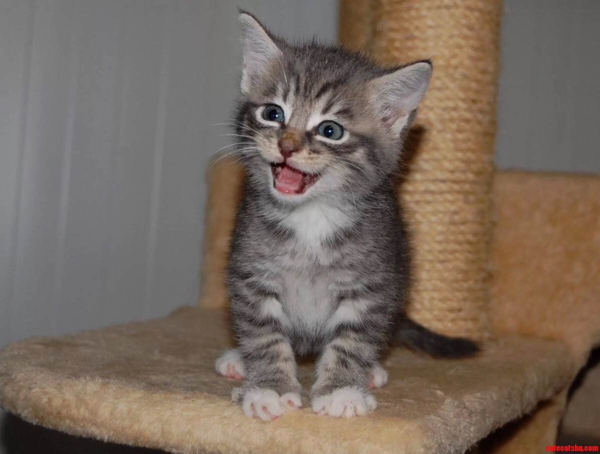 I Love This Little Guy.