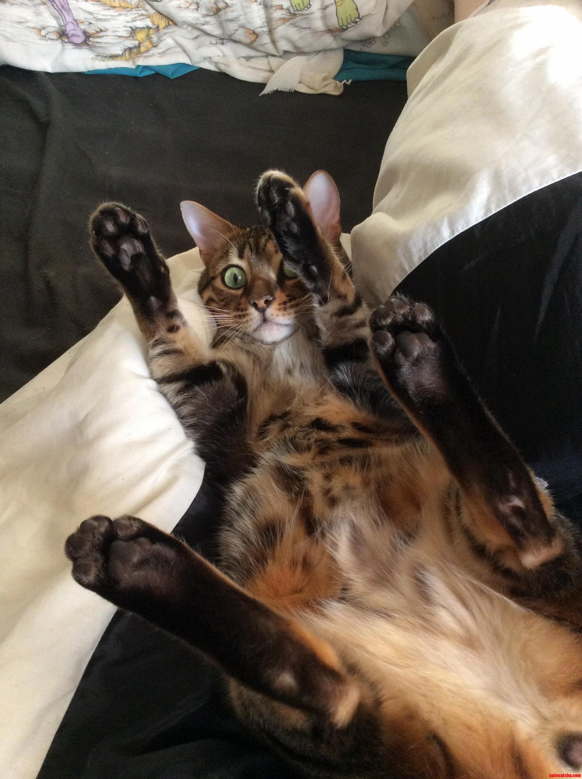 I Posted Him As a Kitten but Here He Is As a Cat