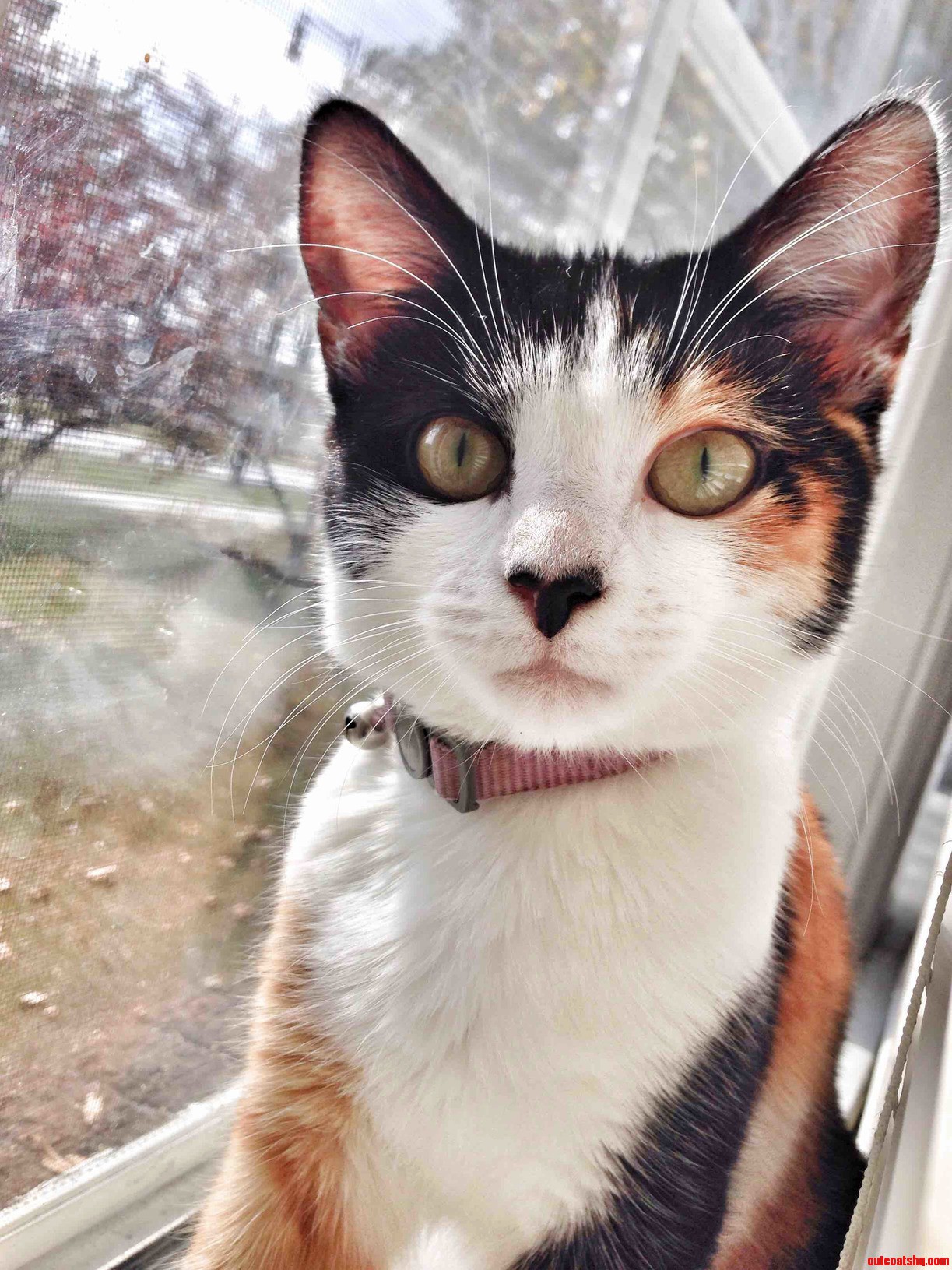 I Sure Got Lucky When I Found a Scrawny Little Kitten on the Side of the Road. She Turned Out to Be So Beautiful
