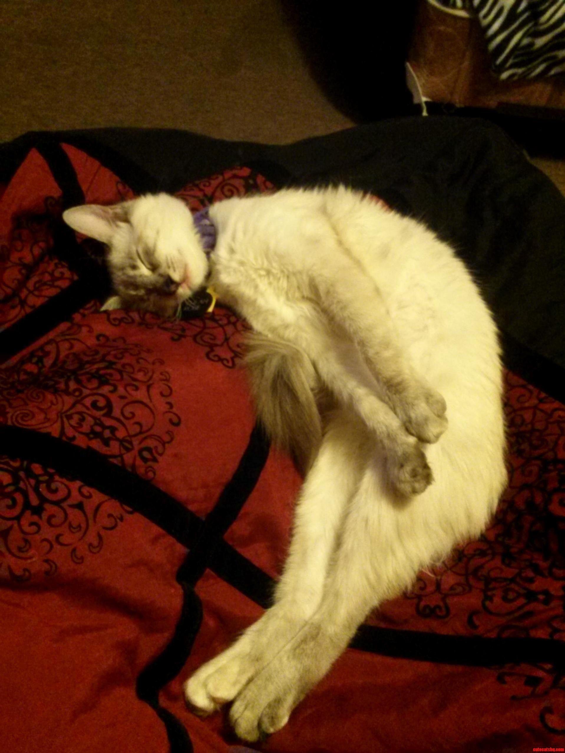 I Think She Looks Like a Piece of Chicken. or a Seal. Either Way I Got a Giggle.