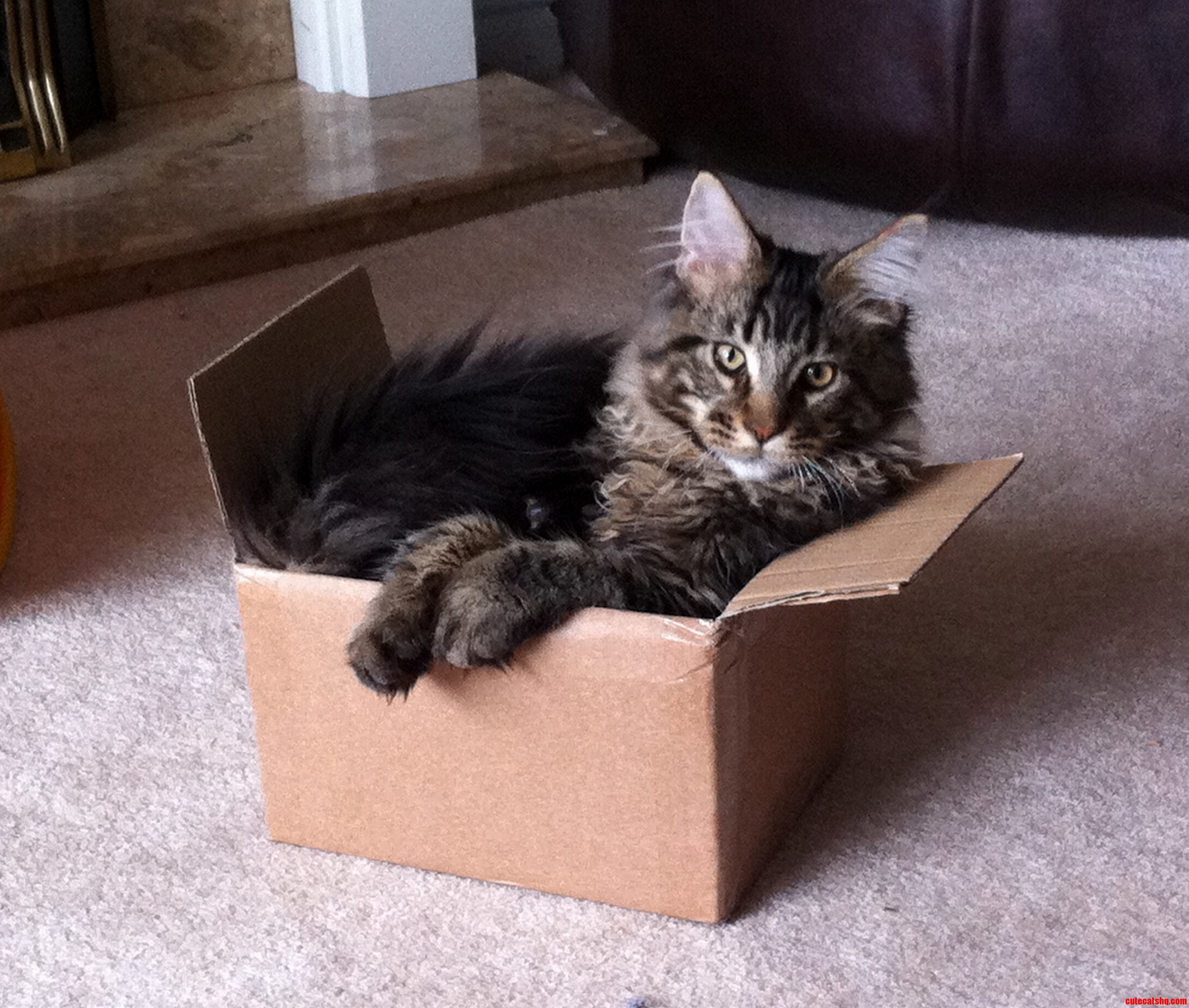 If I Fits...