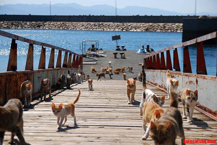 In Japan Theres a Heaven for Cats