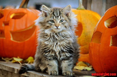 Insane Kitten Floof I Found on the Mostly Cats Mostly Tumblr