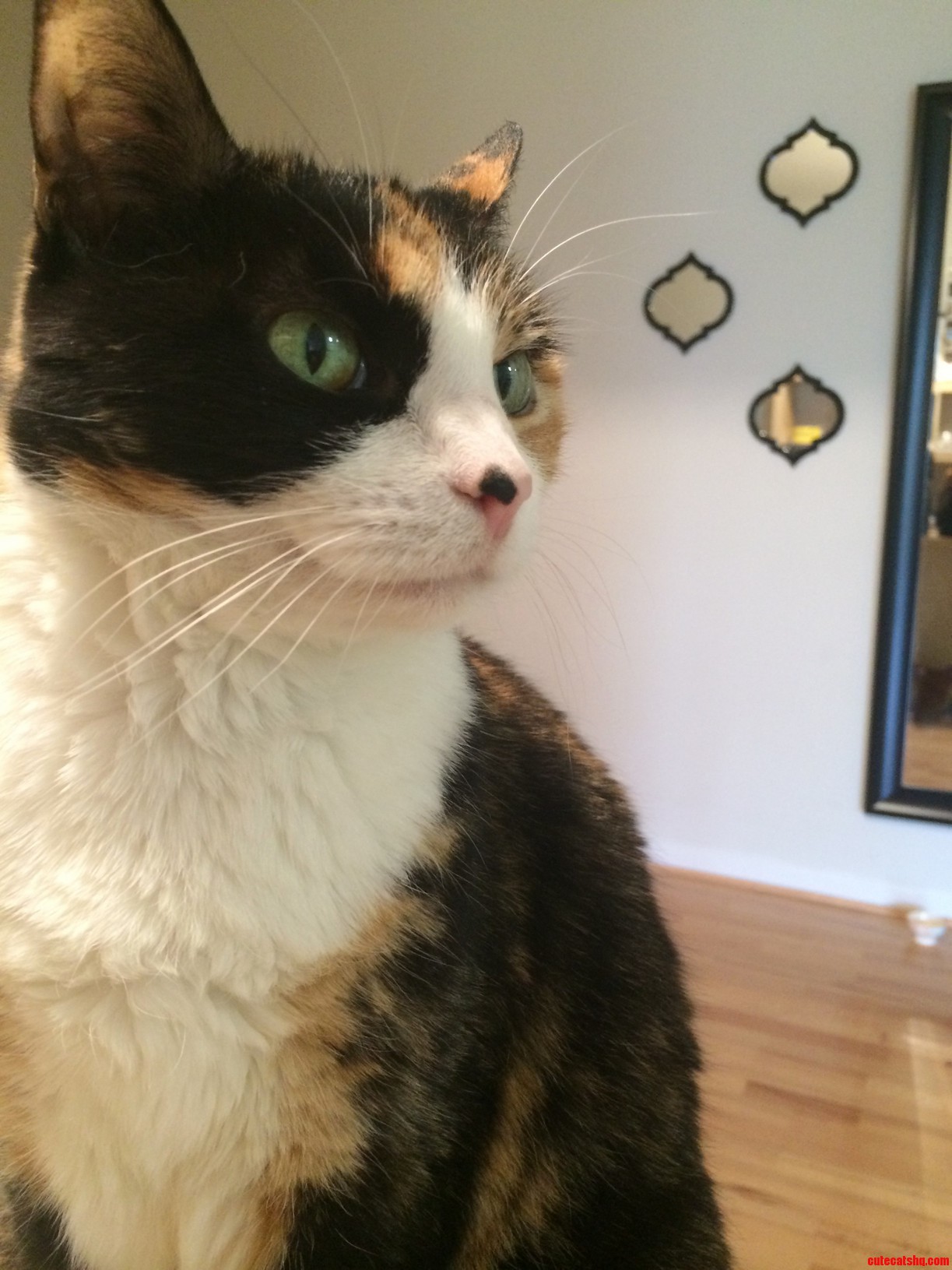 Its Been 6 Months to the Day Since I Adopted My Sam Not Sure If Shes 7 or 8 but Who Cares