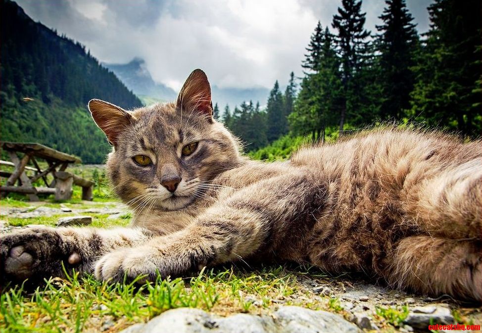 Just a Cat in Transylvania.