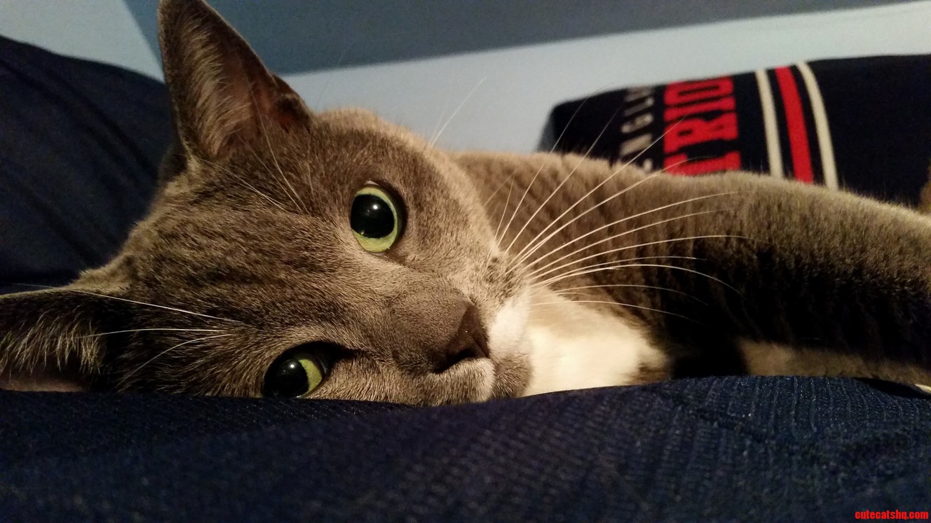 Just a Lazy Caturday