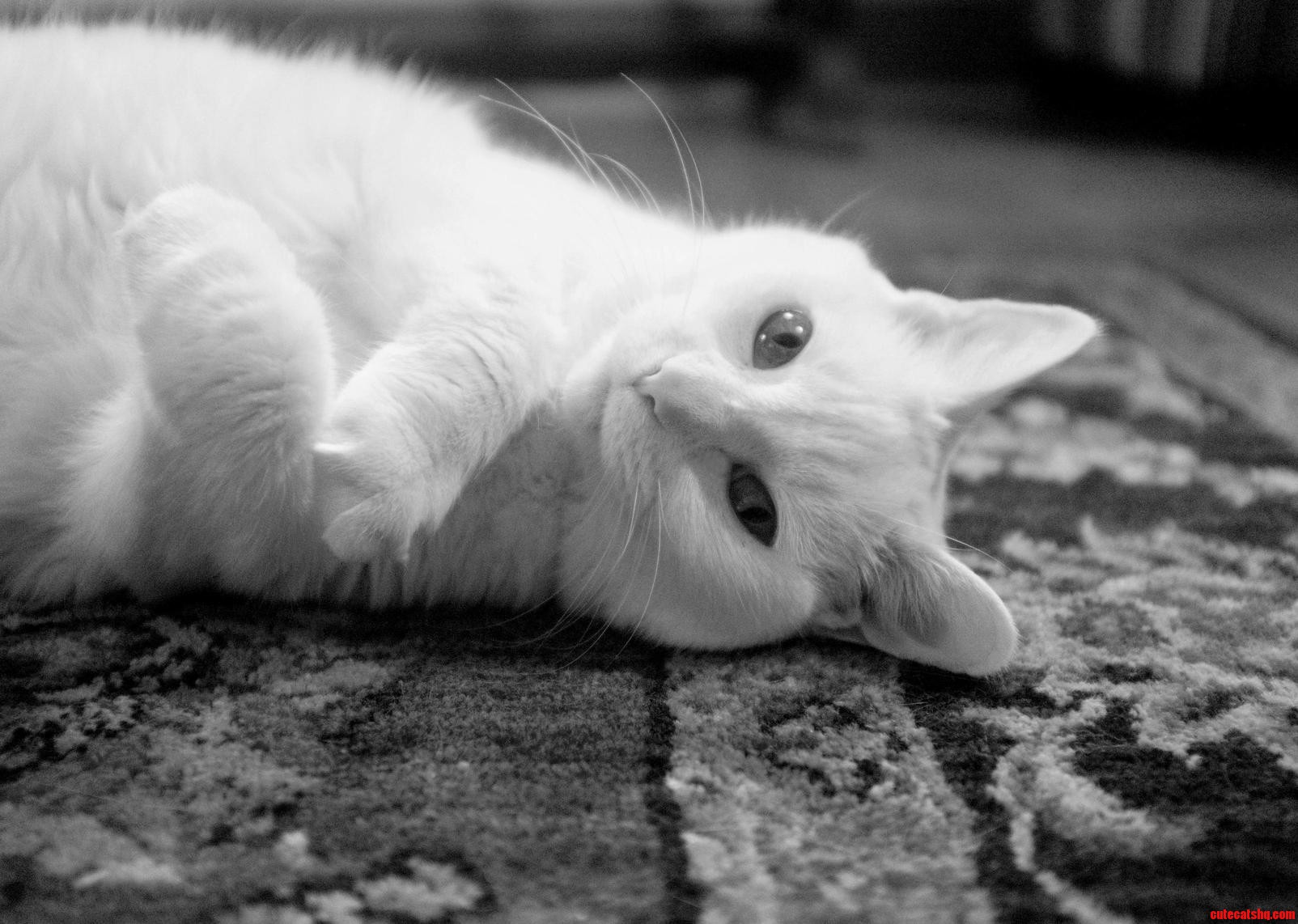 Just My Deaf Baby