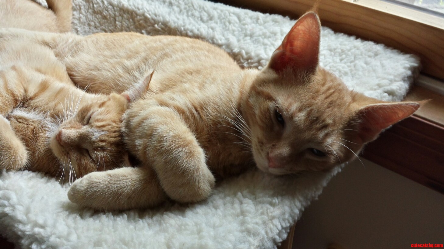 Just Sharing My Two Kittens I Found in My Backyard. Meet the Bash Brothers Apollo and Hercules