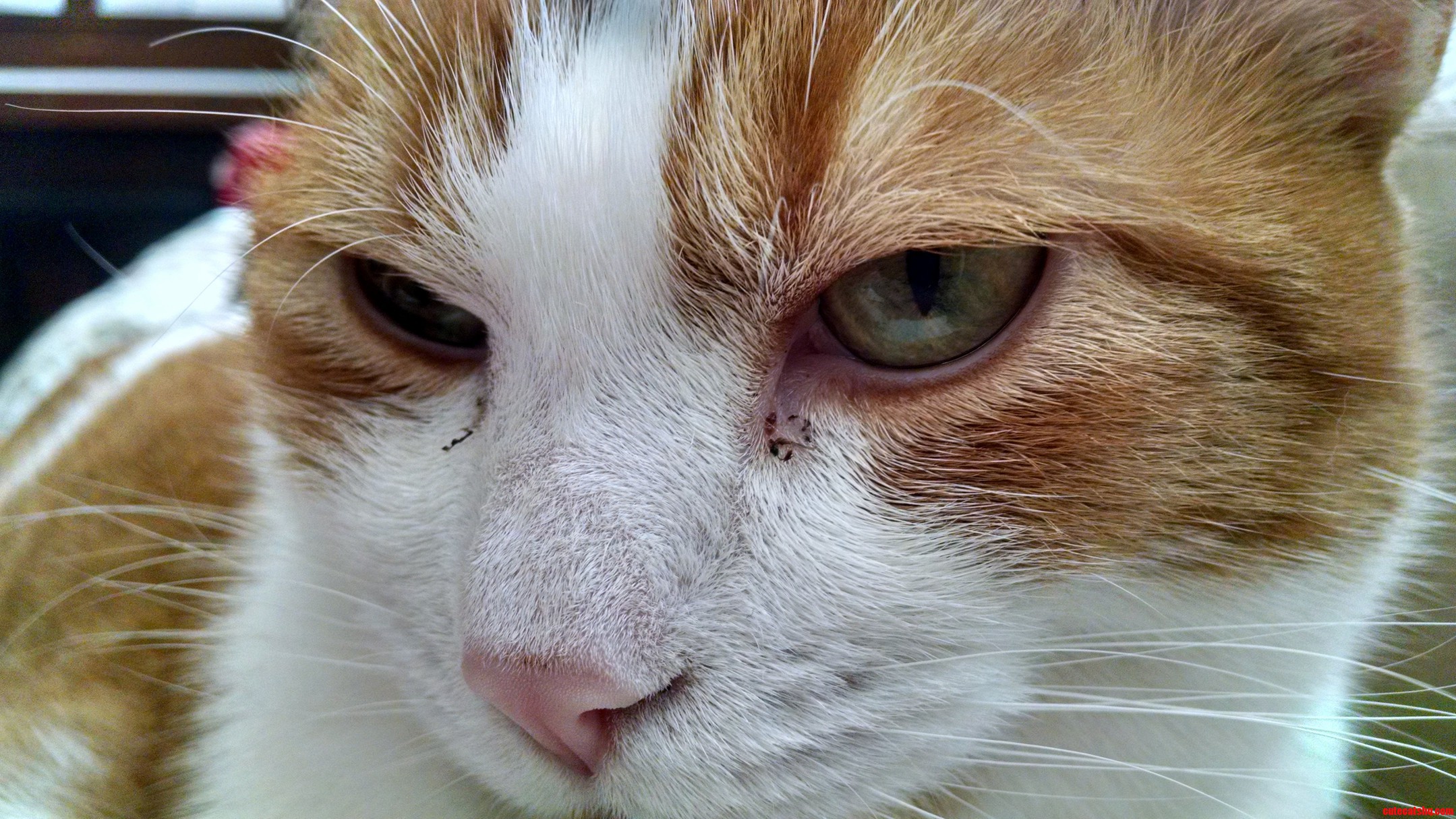 Kitty Face