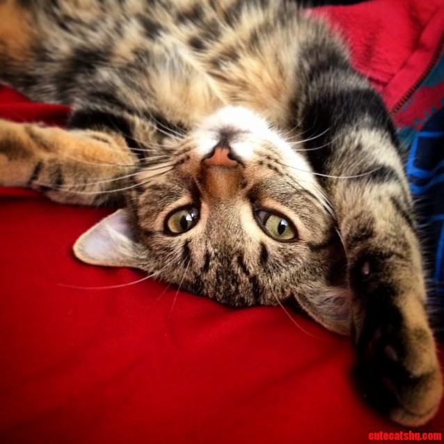 Lazy Picture of My 6-month Old Kitten Ciaphas Cain