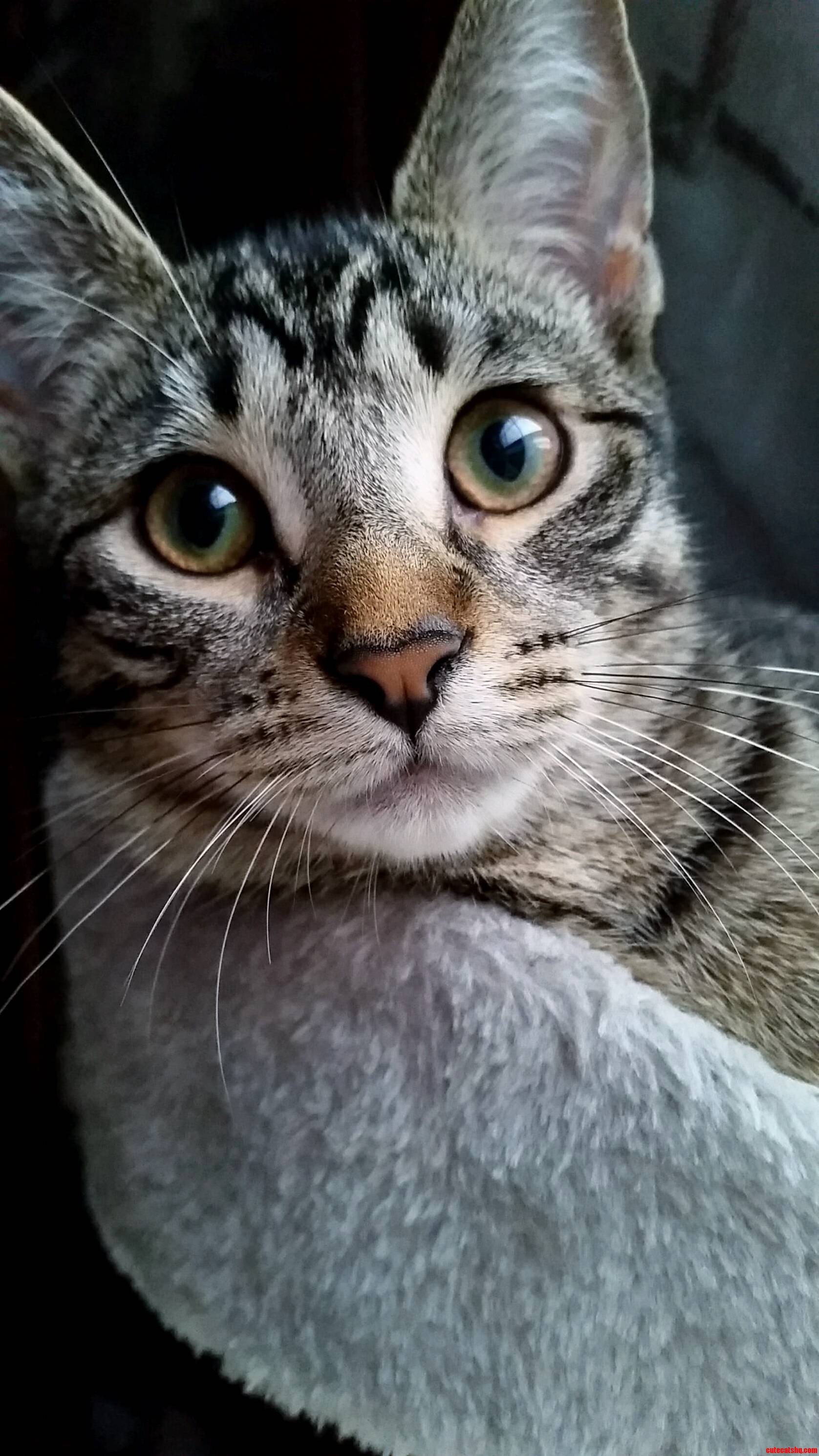 Lila Hanging on Her Kitty Condo.