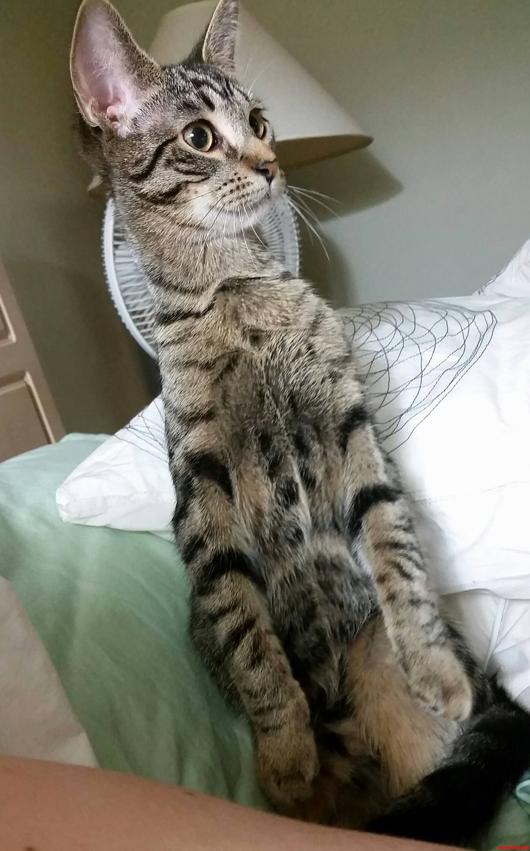 Lila Randomly Turned Into a Meerkat Tonight While Watching Tv with Me.