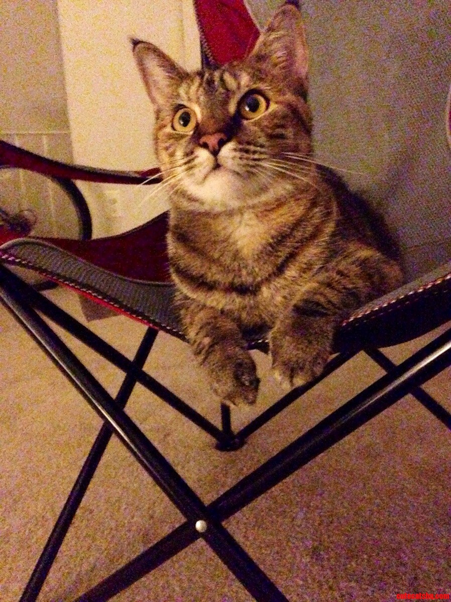 Look at Those Little Paws