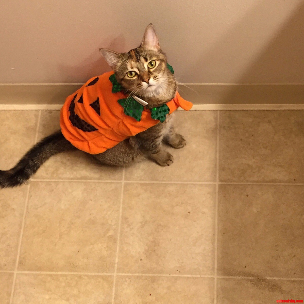Maple Maybelline in Her Halloween Getup
