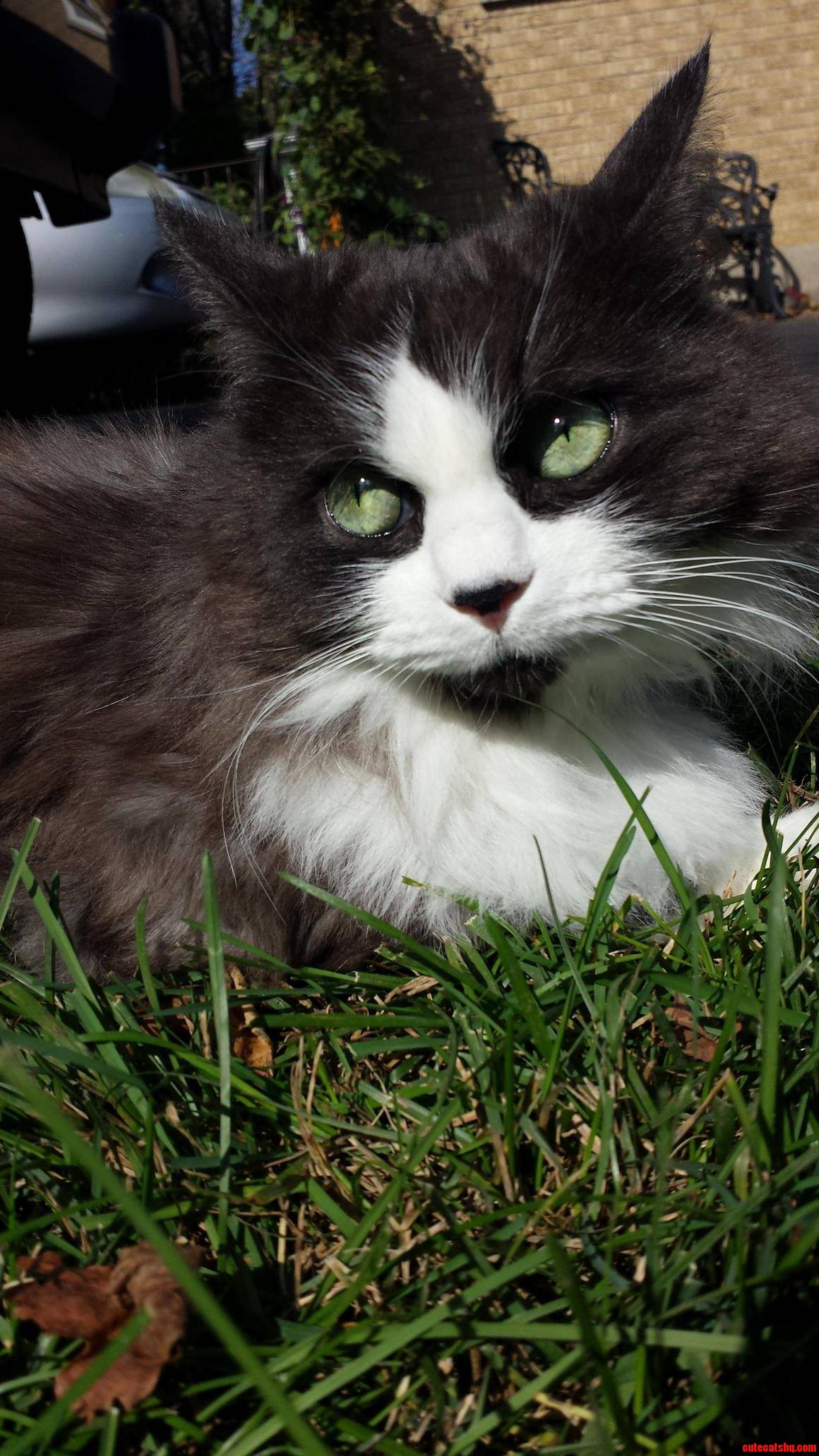 Meet Catastrophe