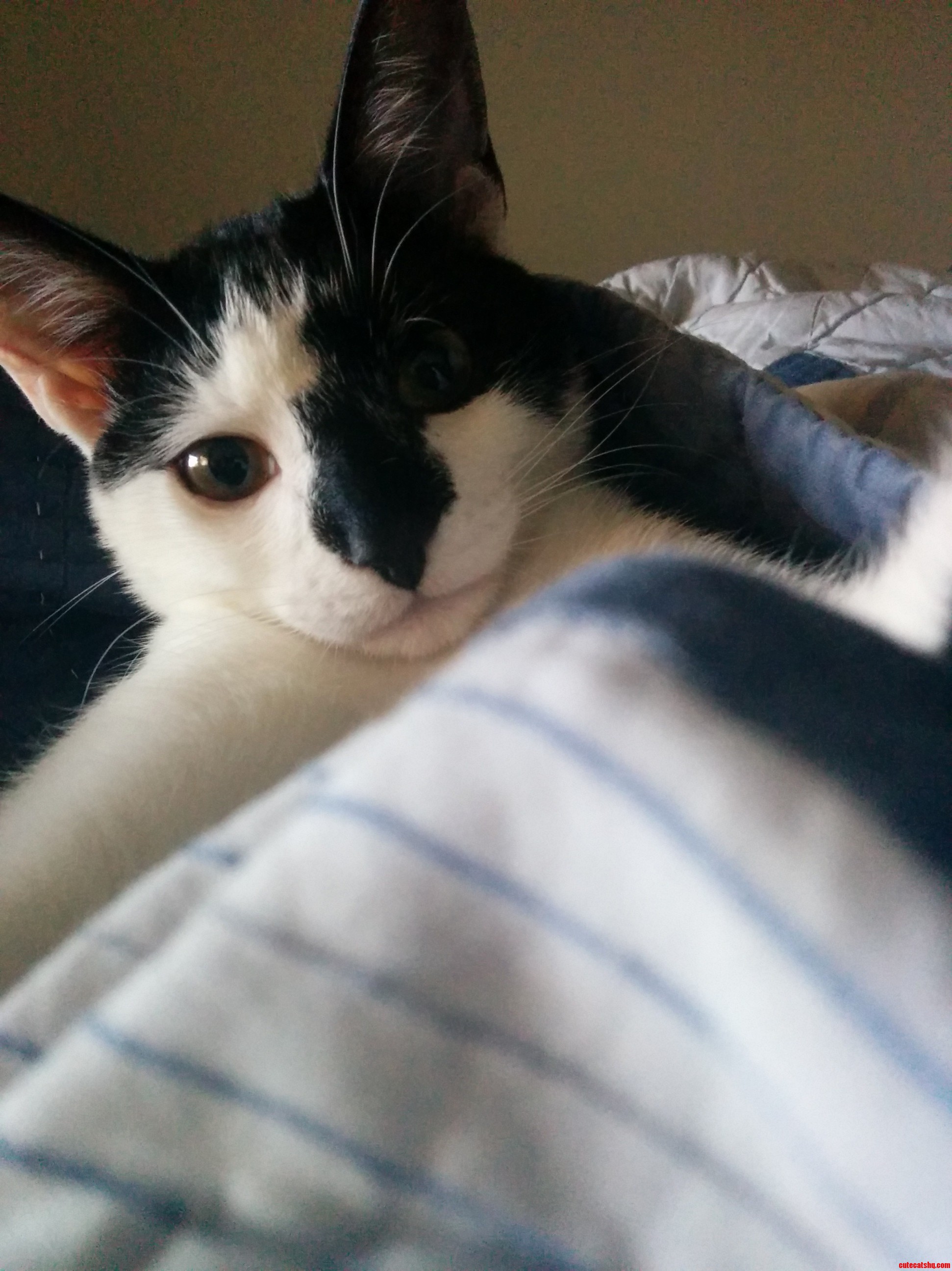 Meet Charles Barkley