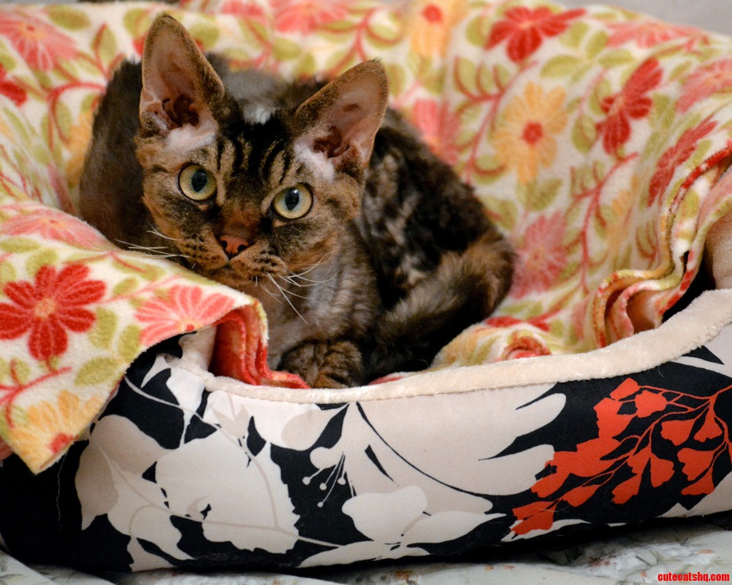 Meet Merlin My New Devon Rex Kitty.
