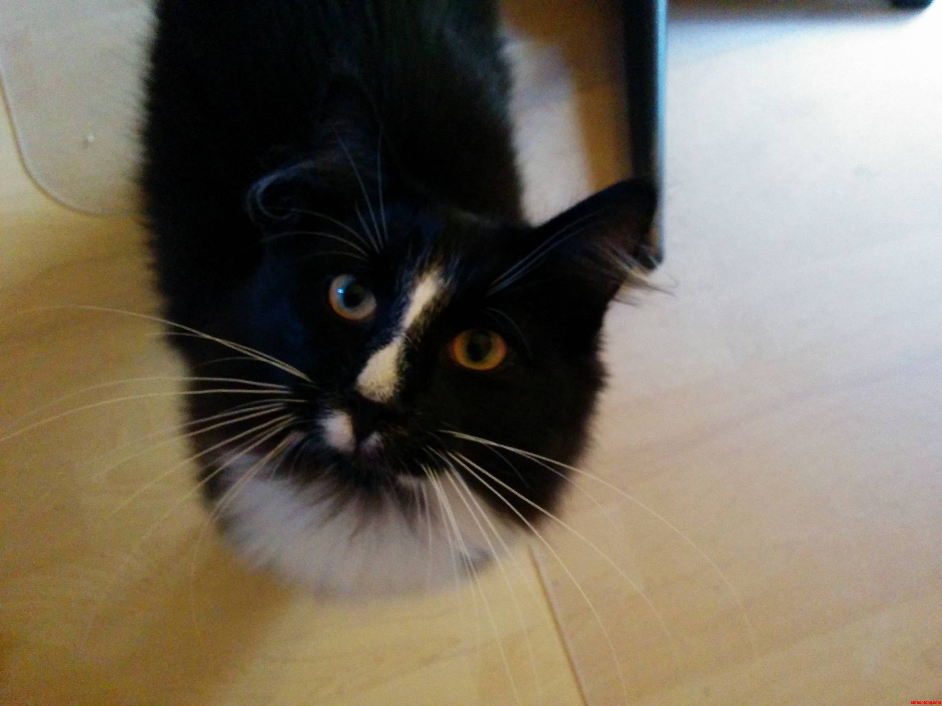 Meet Odin the Norwegian Forest Cat