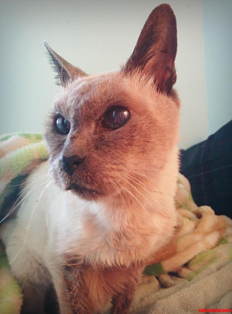Meet Sasha My 24-year-old Siamese Tldr