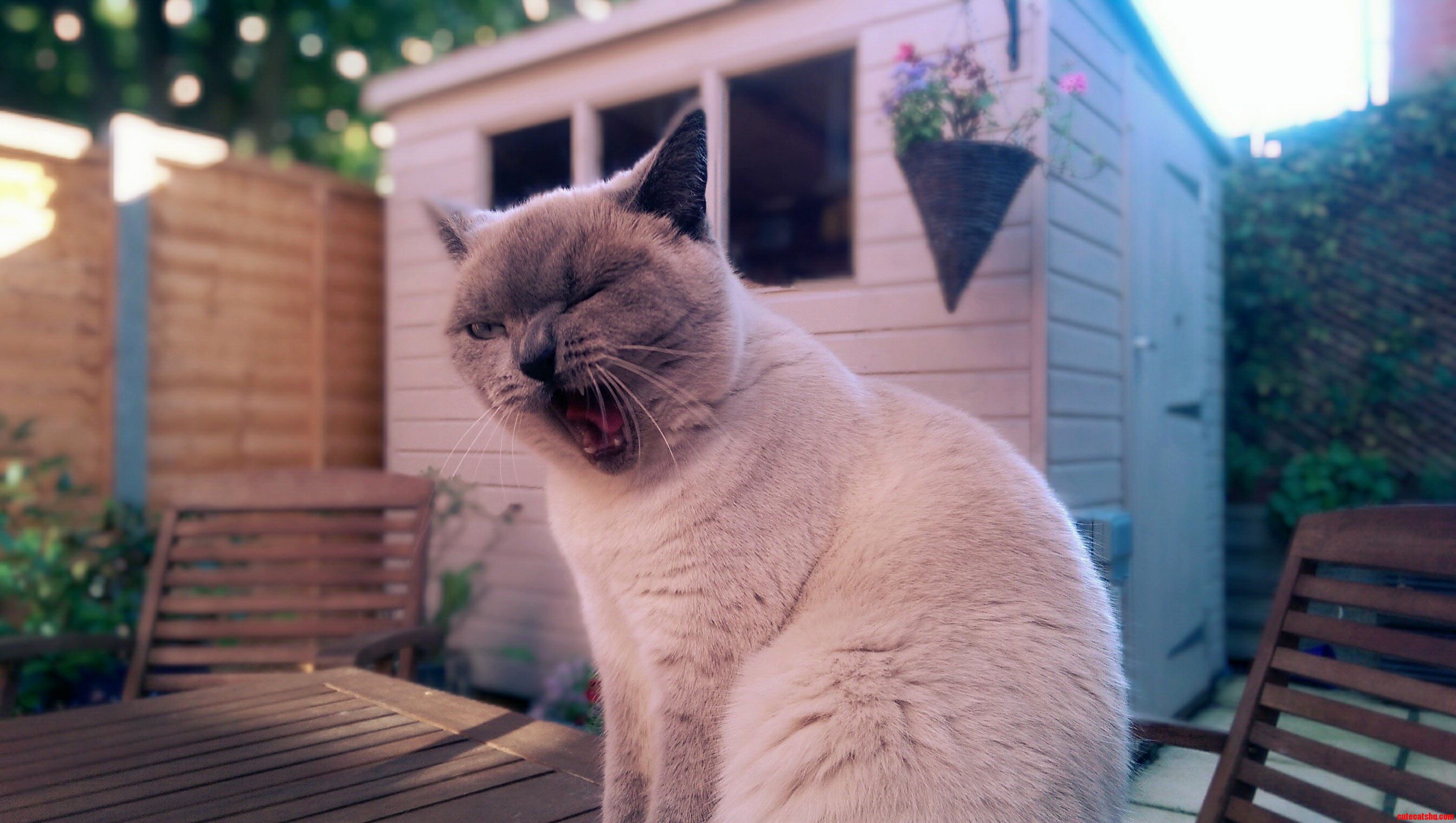 Meet Saski