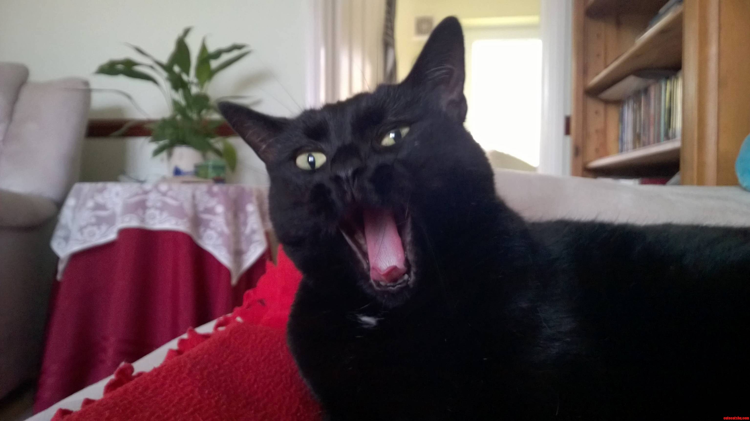 Meet Shadow She Was Rescued Two Years Ago