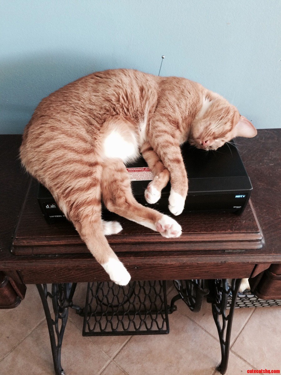 Meet Sheldon. He May Look All Cute and Cuddly but Hes a Total Ass.