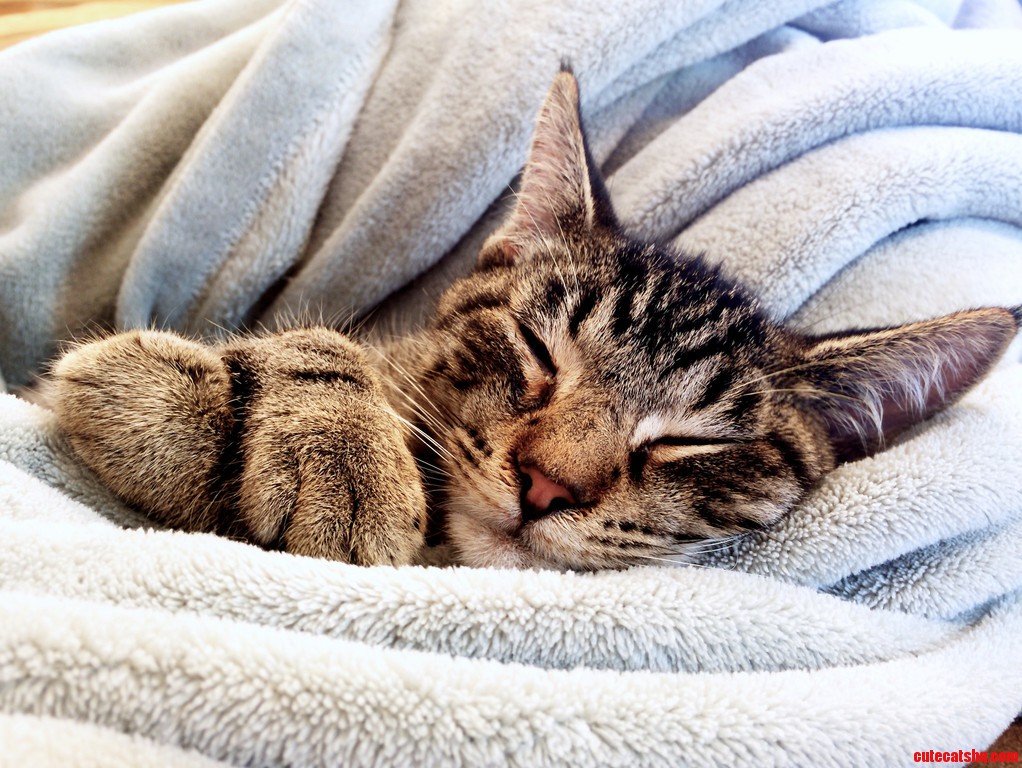 Meet My First Kitten Miko