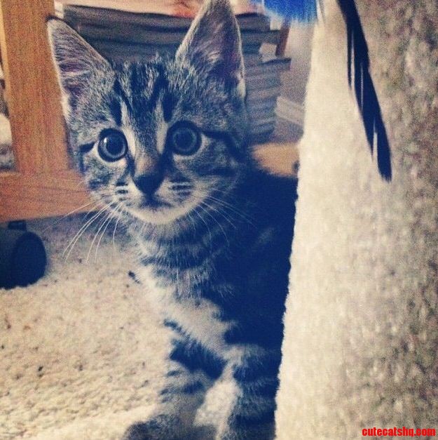 Meet My Kitten Riley Pic from the First Day We Got Her