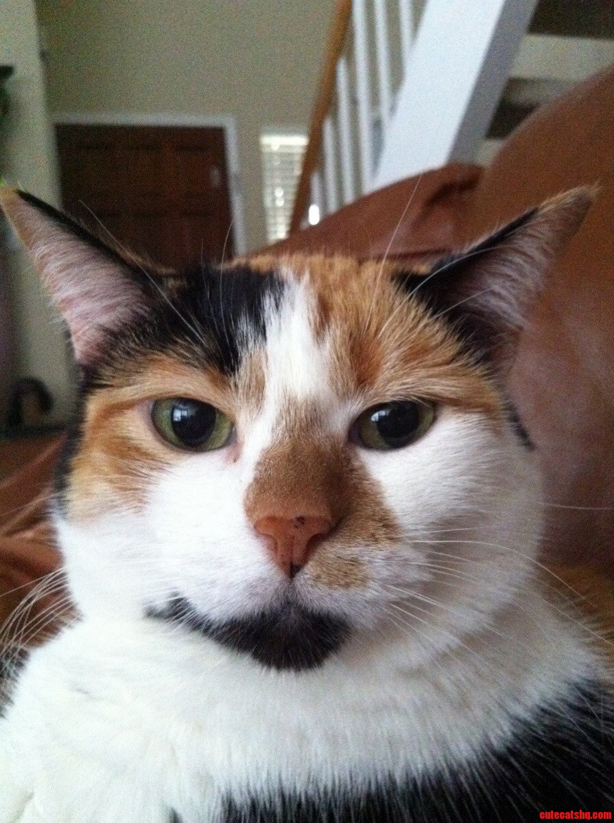 Meet My Photogenic Cat Lucy.