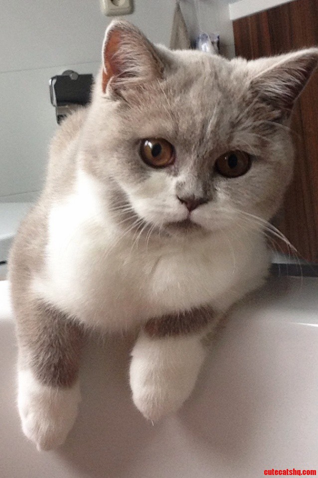 Meet Phoebe Our New Brit