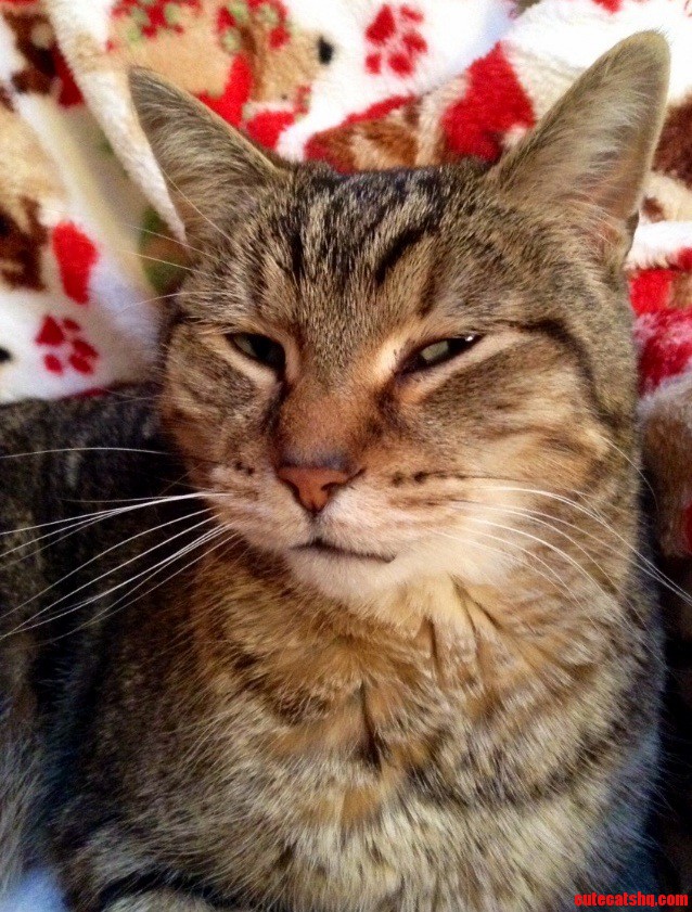 Meet Sponge