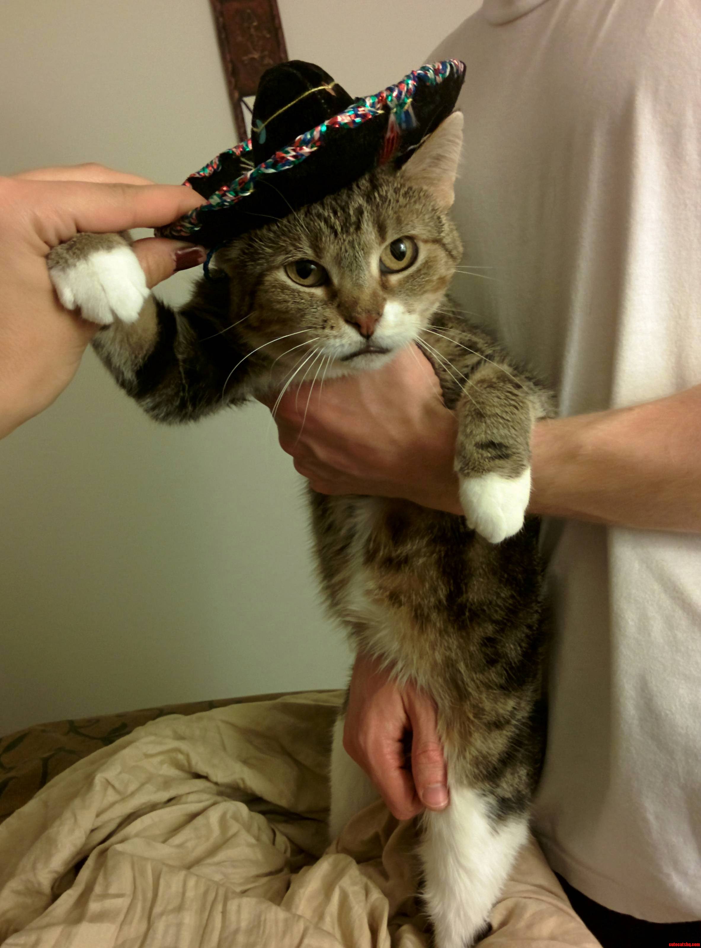 Mexicat