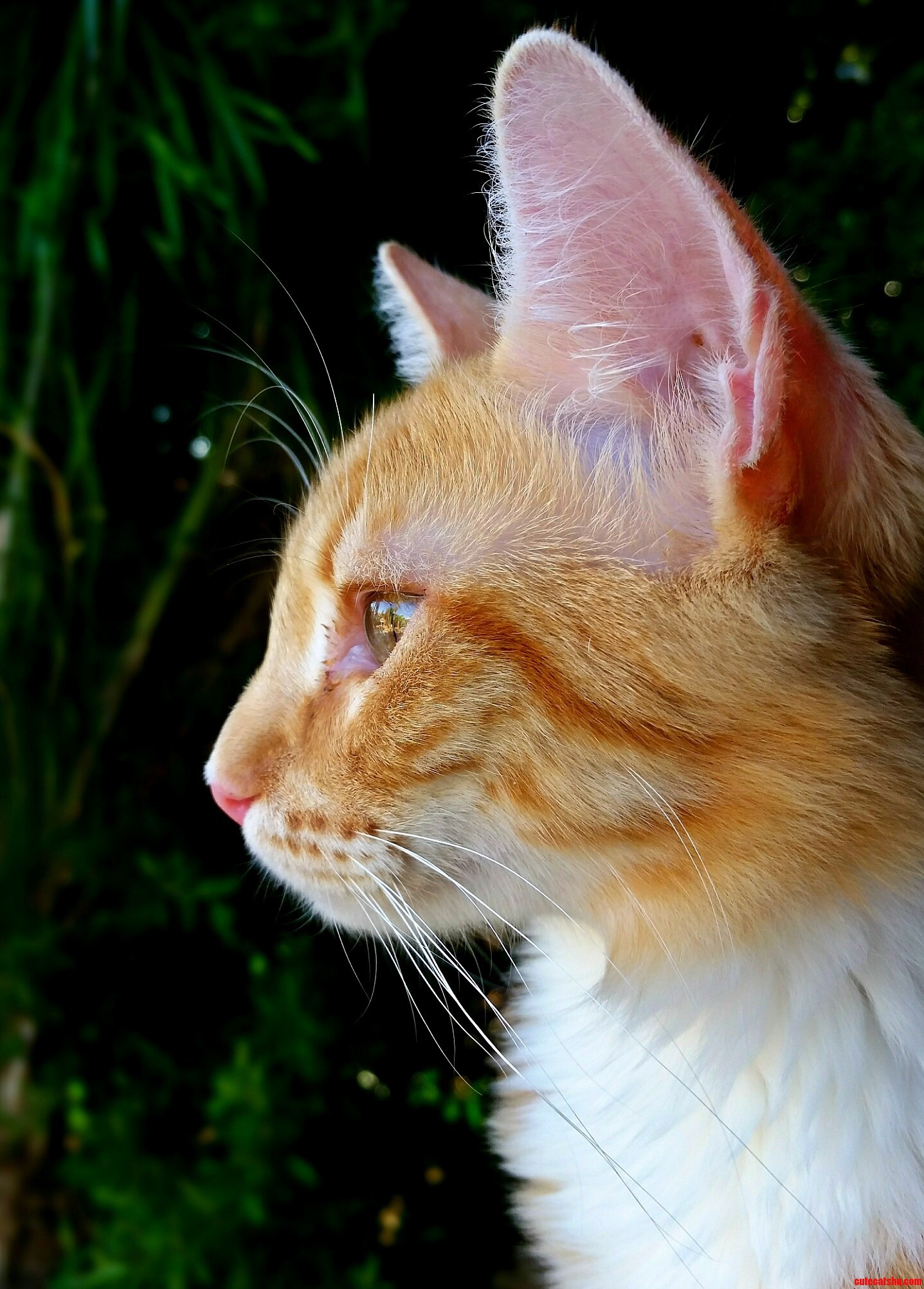 Milo Just Day Dreaming