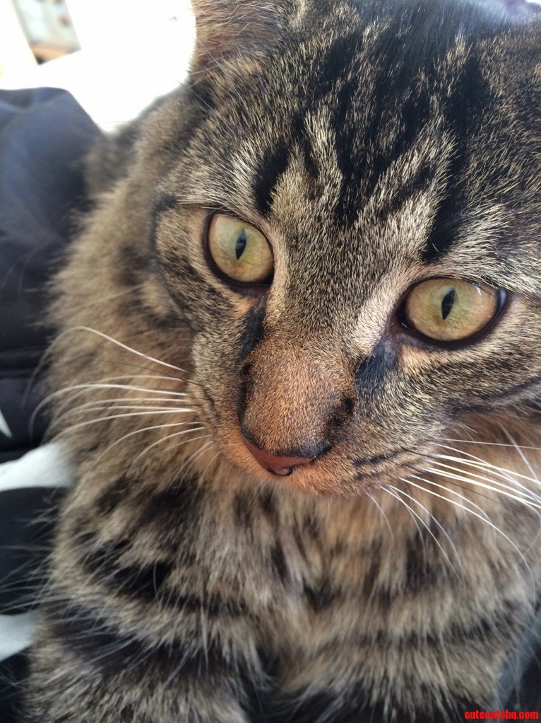 Model.